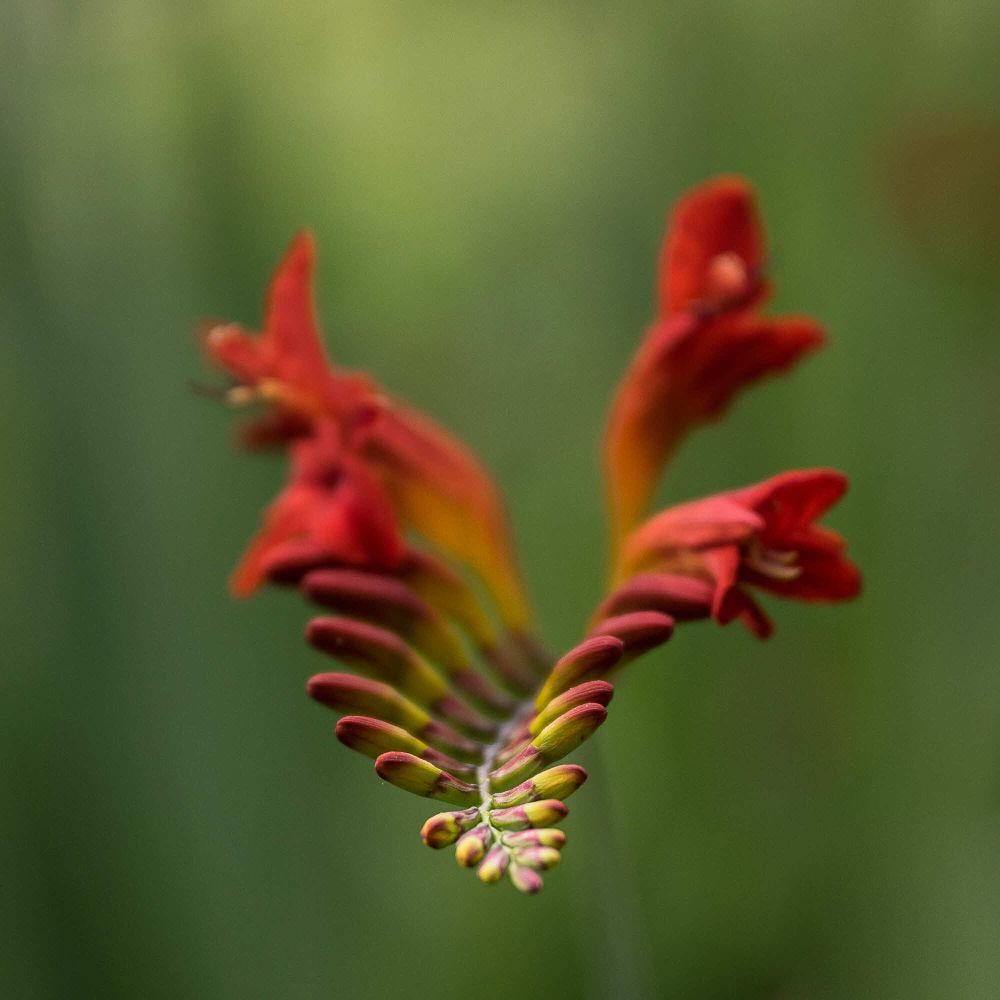 18 Rang 118 Isotton Walter